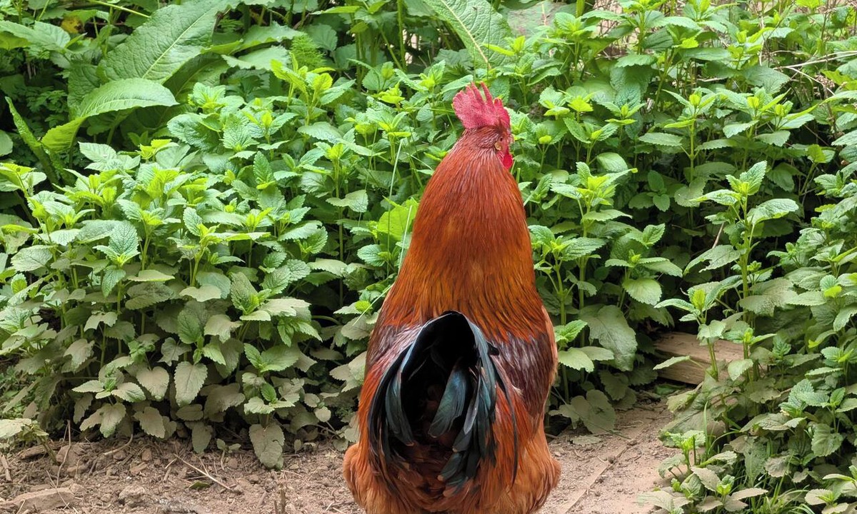 Roberts Creek Bed & Breakfast | Farm Adventures BnB offers a getaway that combines comfortable accommodations.