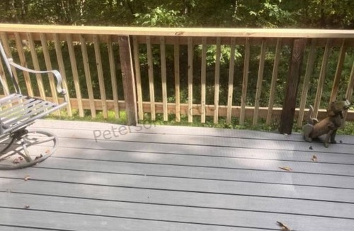Russell Cabin | Cozy 1 bedroom Pet Friendly Cabin in Scandia