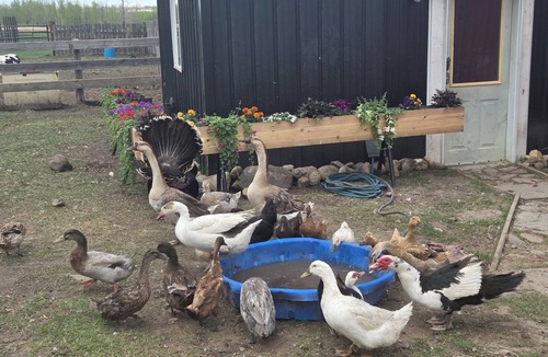 Calgary-Edmonton Corridor RV Rental | Quiet Farm Retreat - Escape Life Enjoy the Countryside