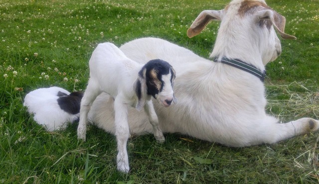 Family Farm B&B - Come Join Us For A Wonderful Farm Experience!