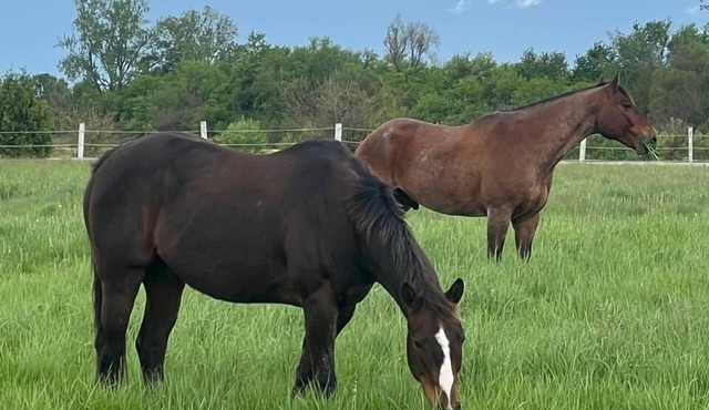 The horse ranch living and if you climb into the saddle be ready for the ride