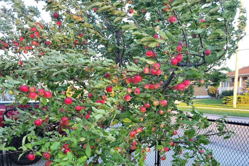 Photo of Outdoor in Fort Erie