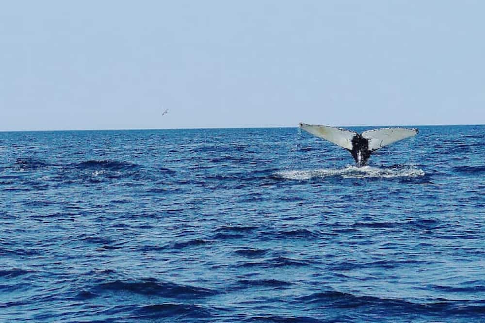 Photo of Others in Grand Manan Island