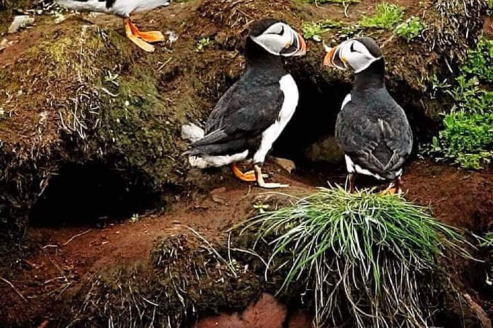 Photo of Others in Grand Manan Island
