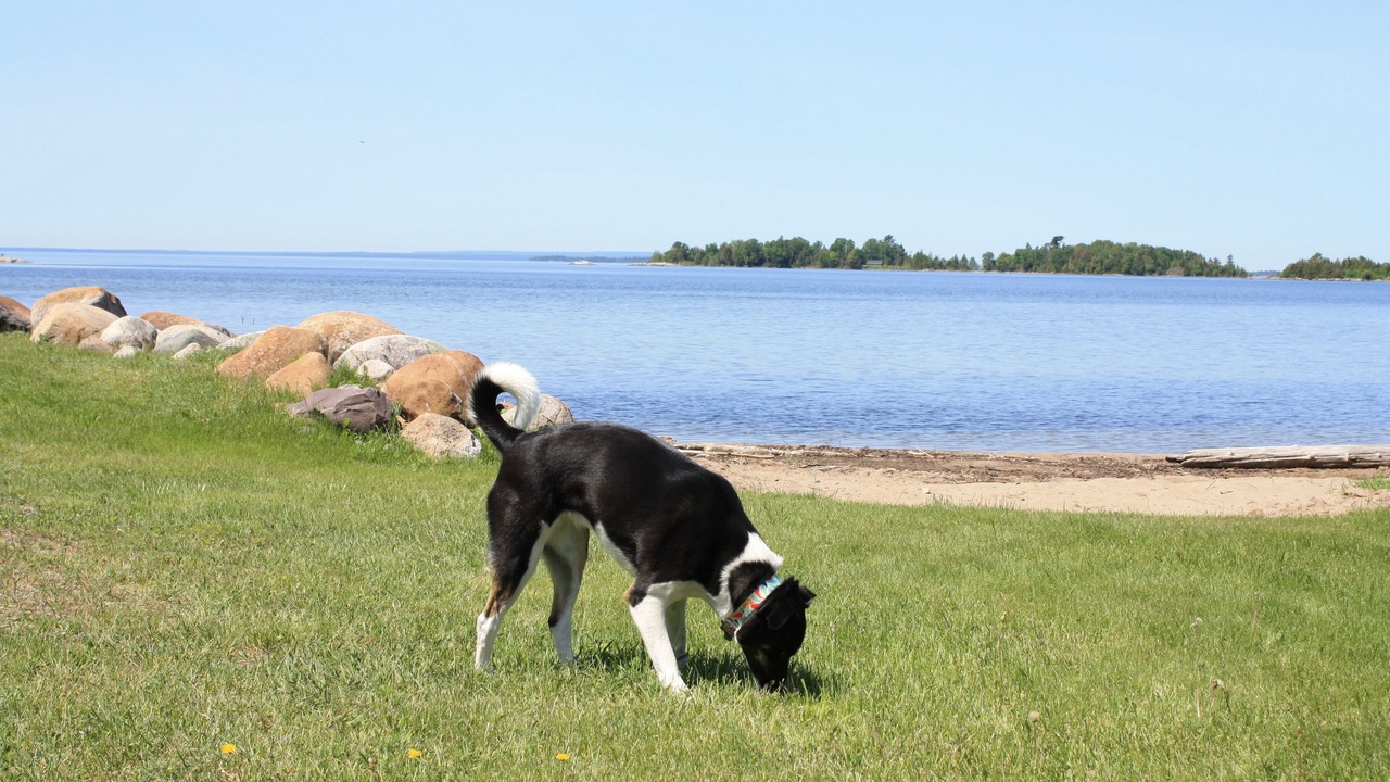 Photo of Others in Thessalon