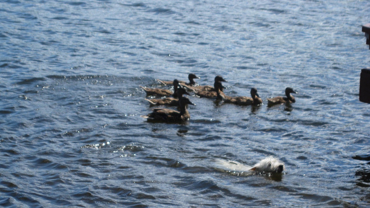 Photo of Others in Sainte-Emelie-de-L'Energie