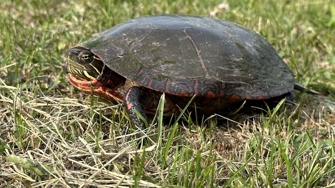 Photo of Outdoor in Black Creek