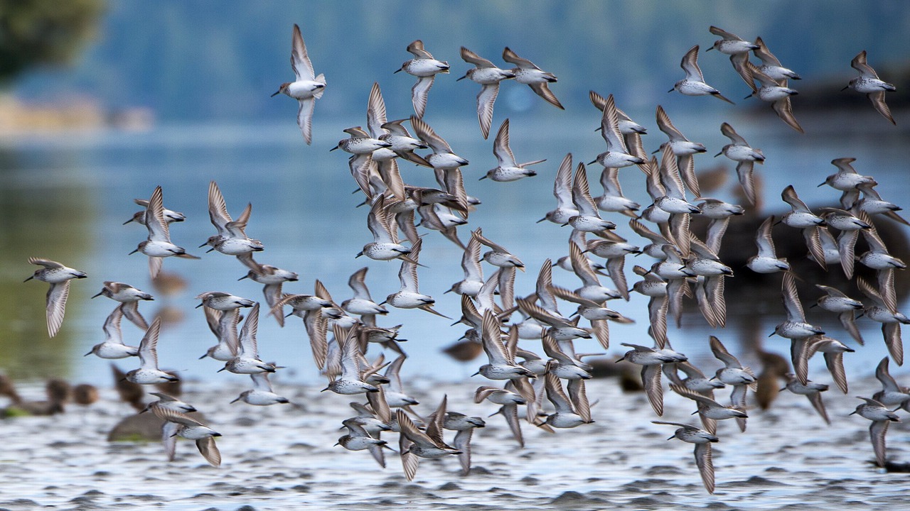 Photo of Others in Tofino