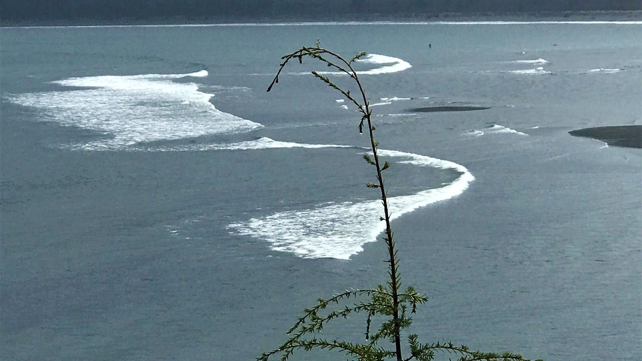 Photo of Others in Port Renfrew