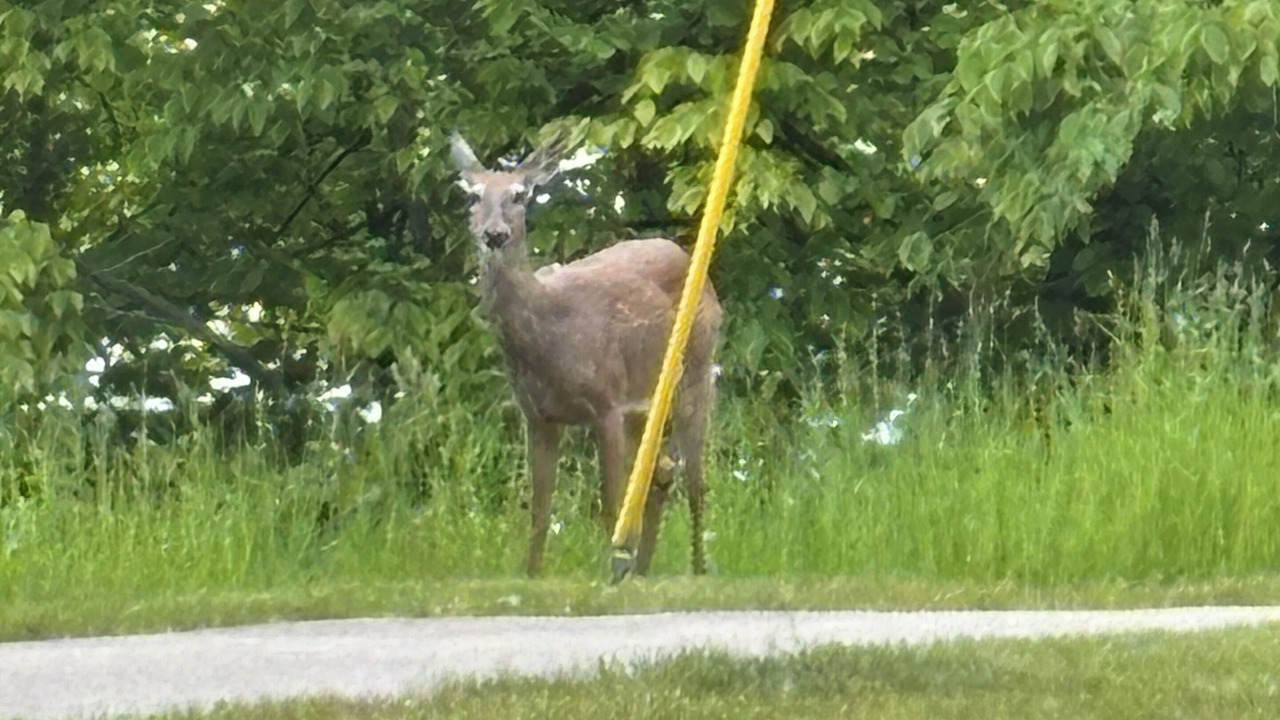 Photo of Others in Charlevoix