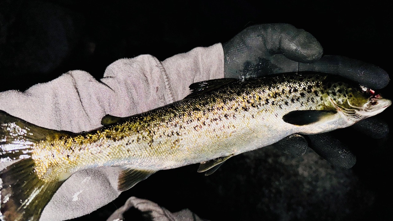 Photo of Others in North Penobscot
