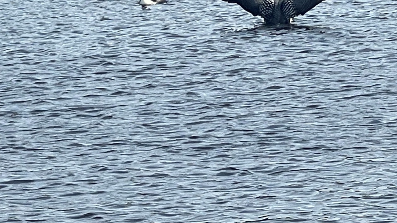 Photo of Others in French River