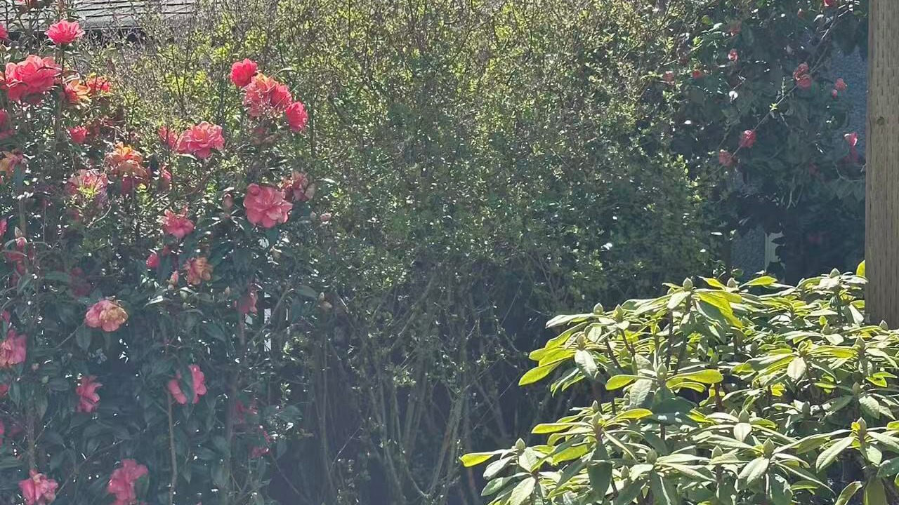 Photo of Outdoor in Arbutus Ridge