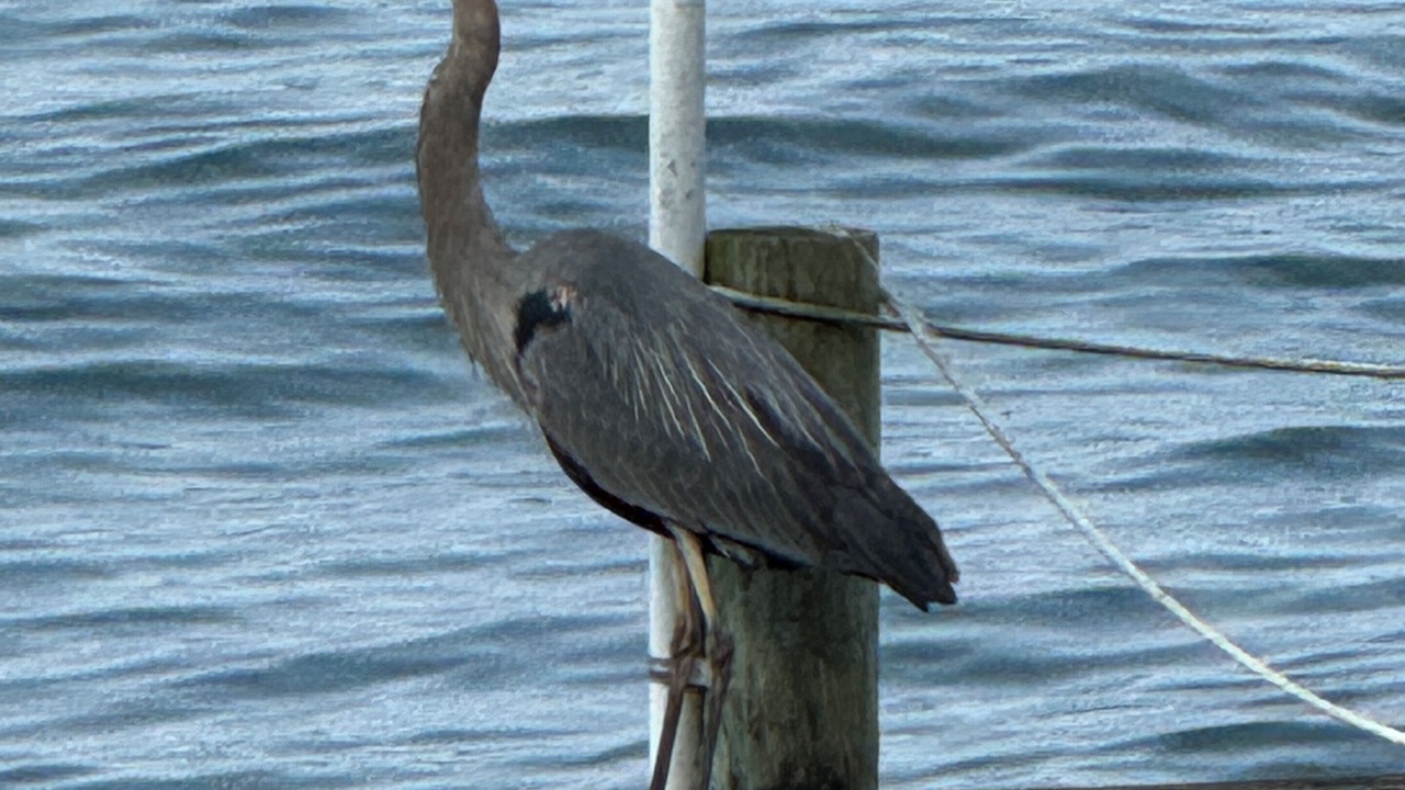 Photo of Others in King Ferry