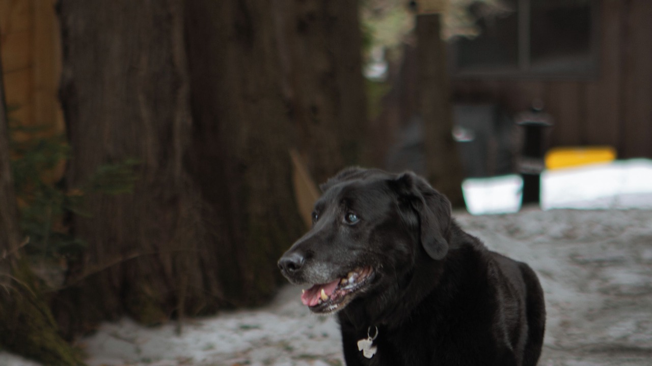 Photo of Outdoor in Sainte-Lucie-des-Laurentides