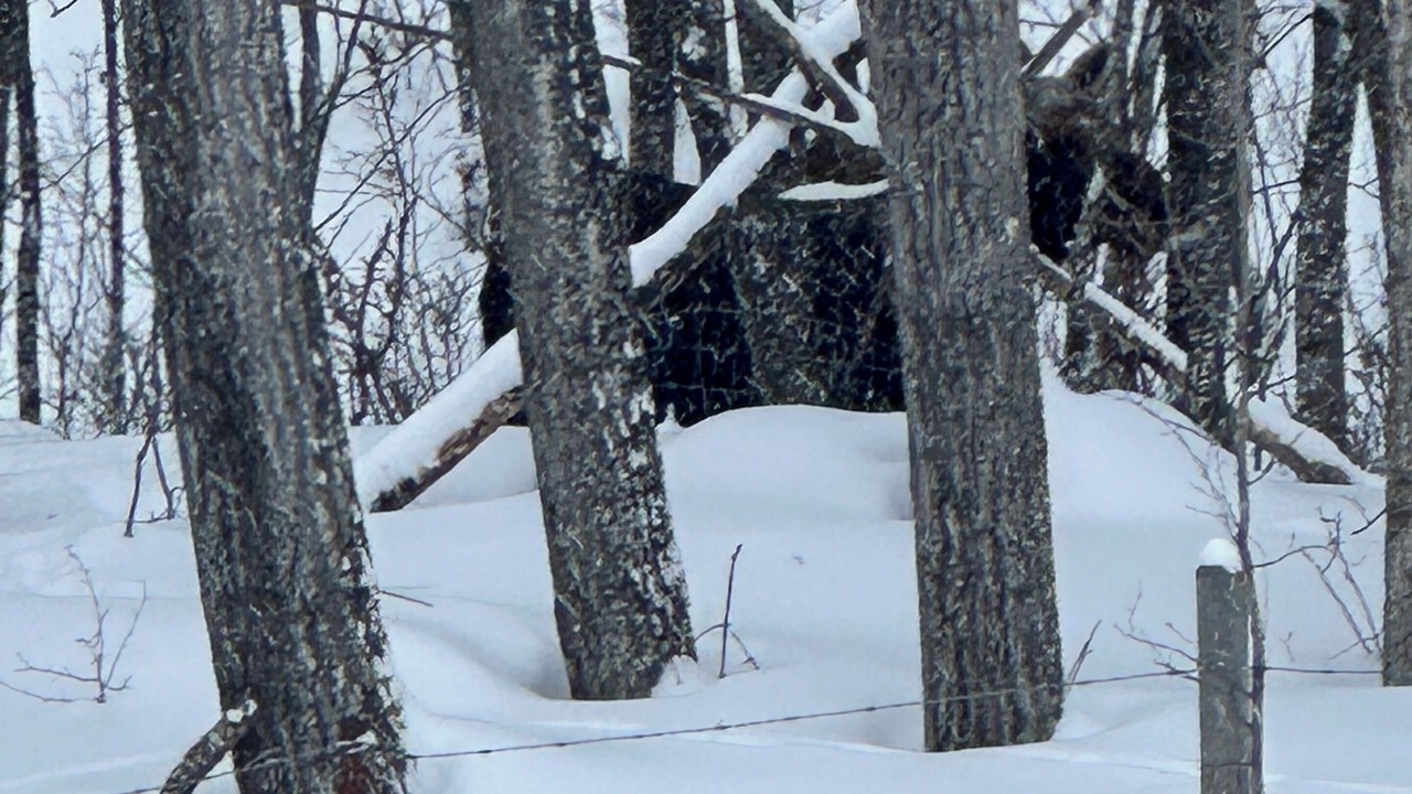 Photo of Others in Northern Alberta