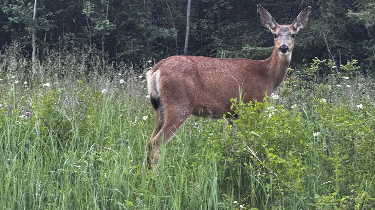 Photo of Others in Lac La Hache