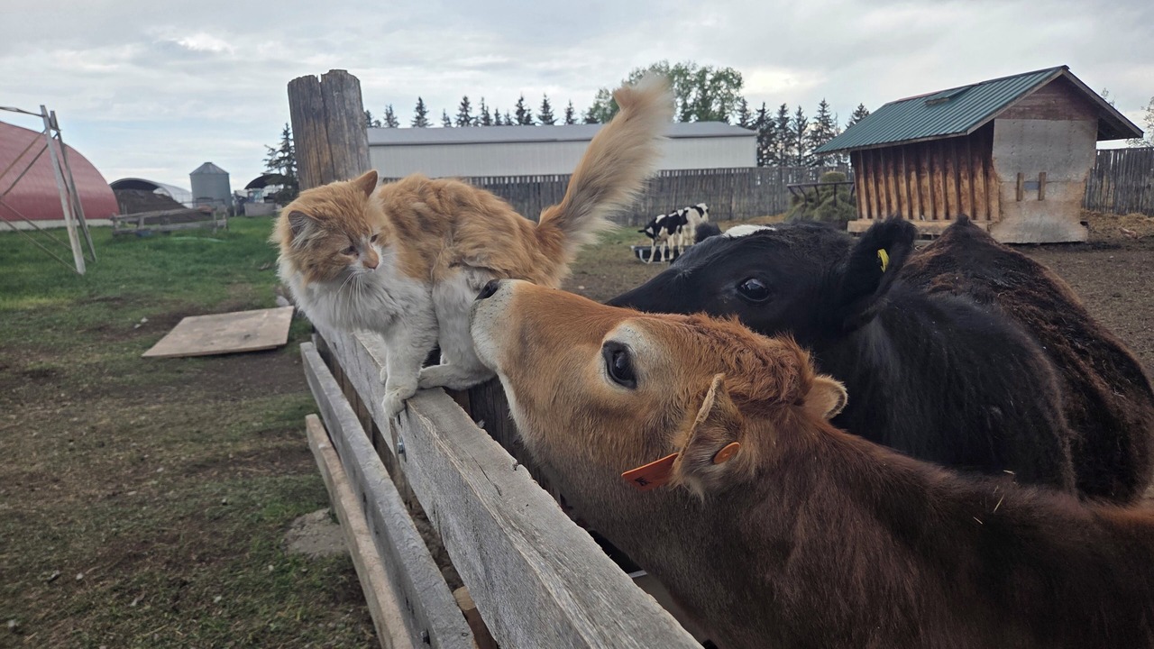 Photo of Others in Calgary-Edmonton Corridor