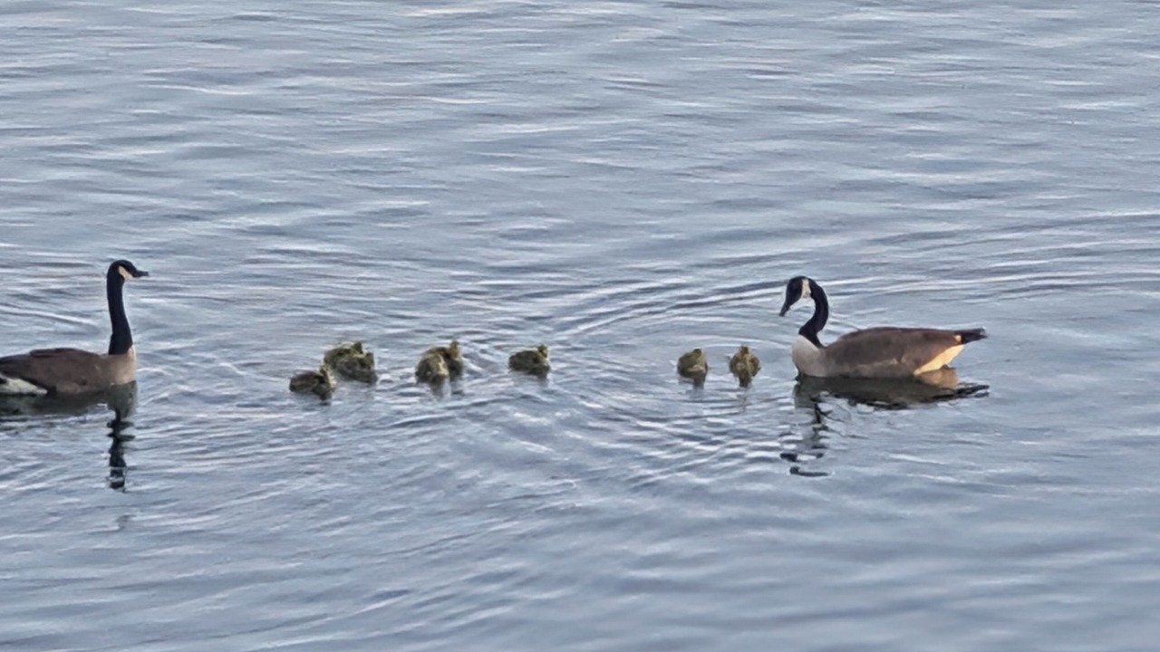 Photo of Others in Lubec