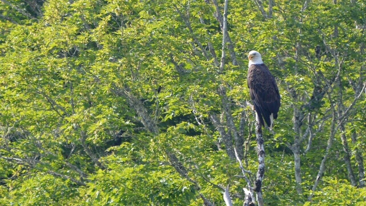 Photo of Outdoor in Keswick Ridge