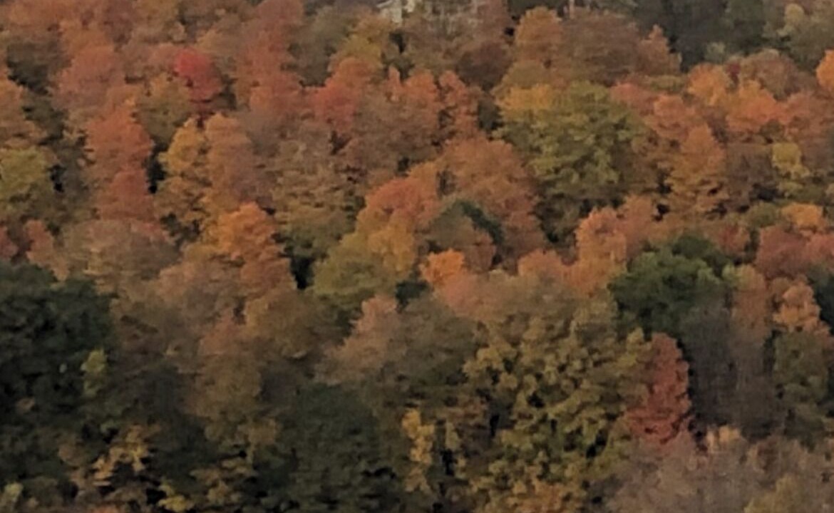 Photo of Others in Conesus