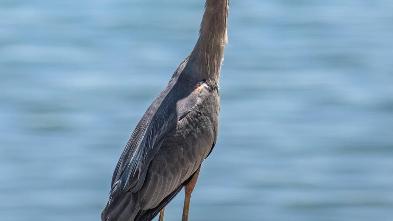 Photo of Others in Marblehead