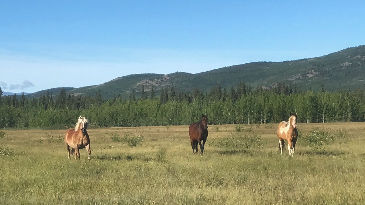 Photo of Others in Whitehorse