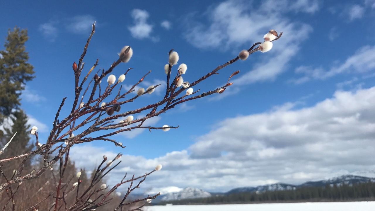 Photo of Others in Whitehorse