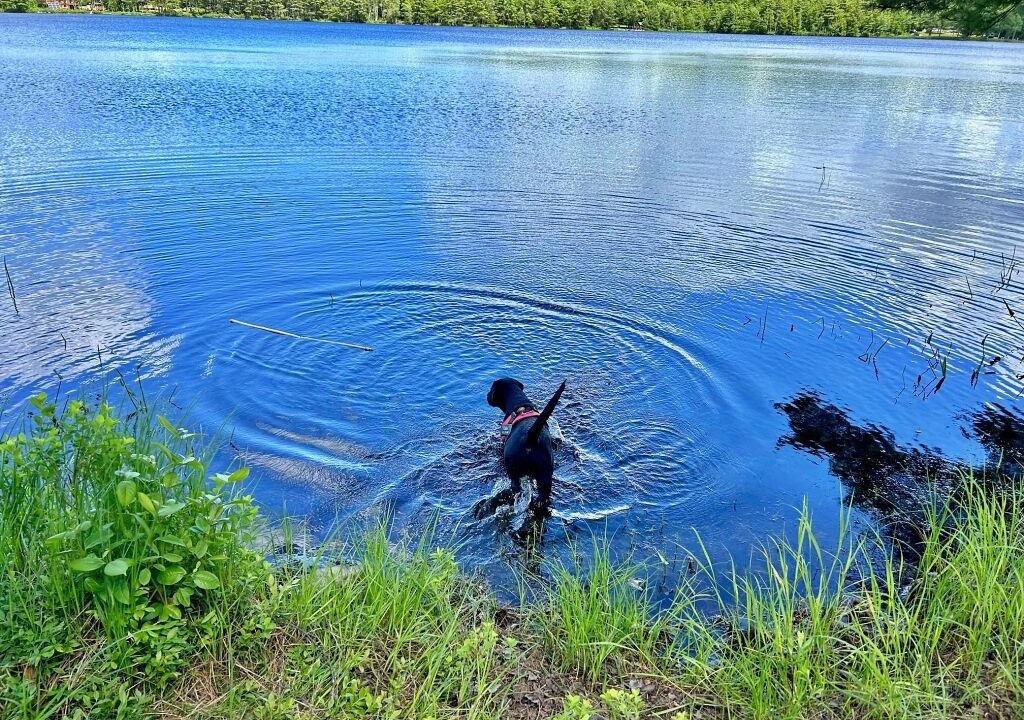 Photo of Outdoor in Lunenburg County