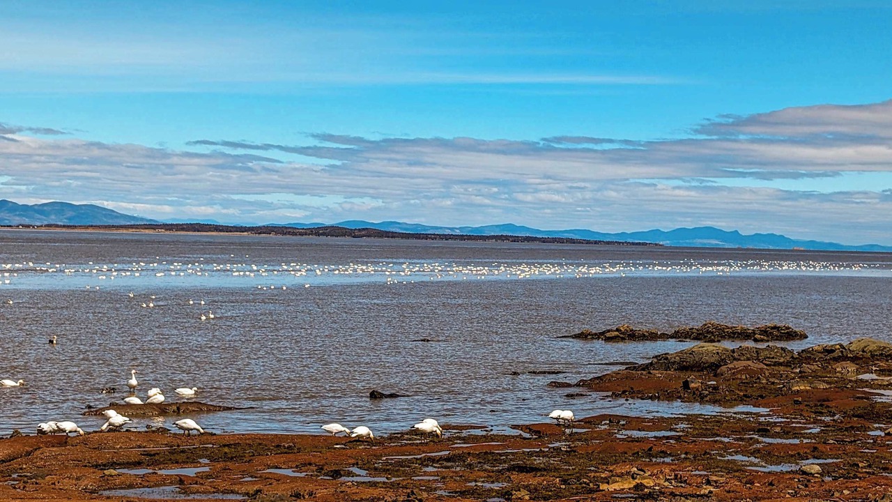 Photo of Others in Cap-Saint-Ignace