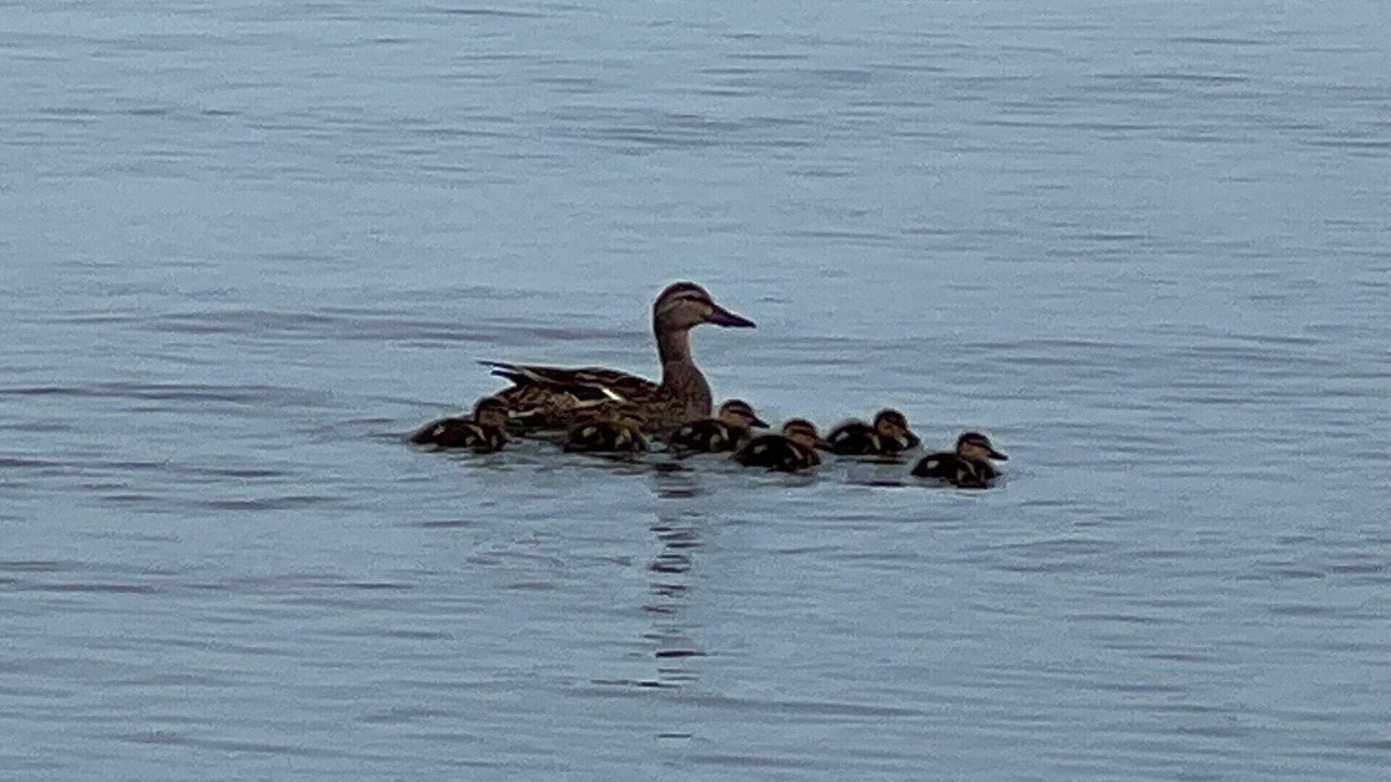 Photo of Others in Innisfil