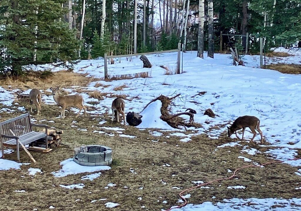 Photo of Outdoor in Bragg Creek