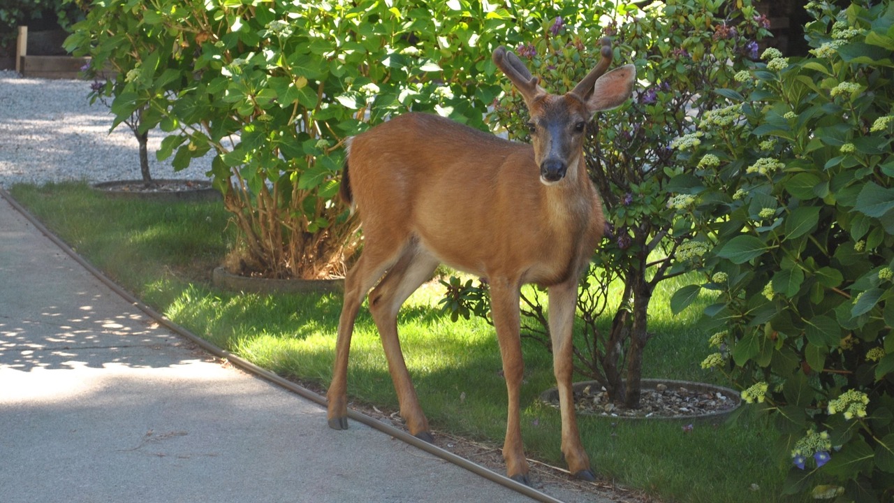 Photo of Outdoor in Madeira Park