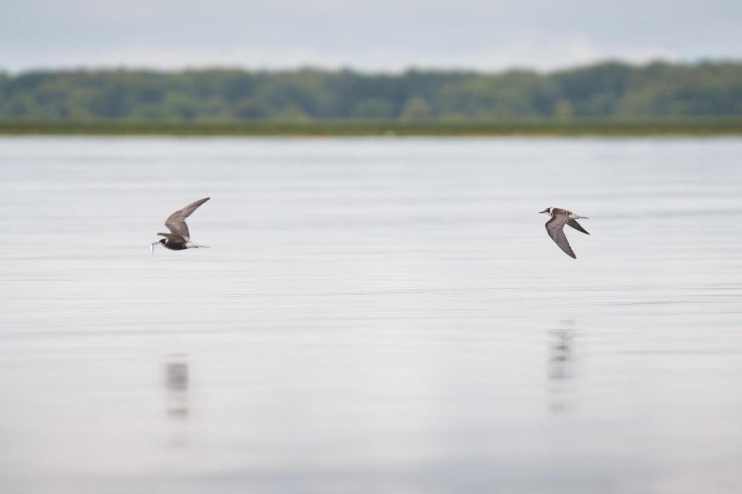 Photo of Others in Mauricie