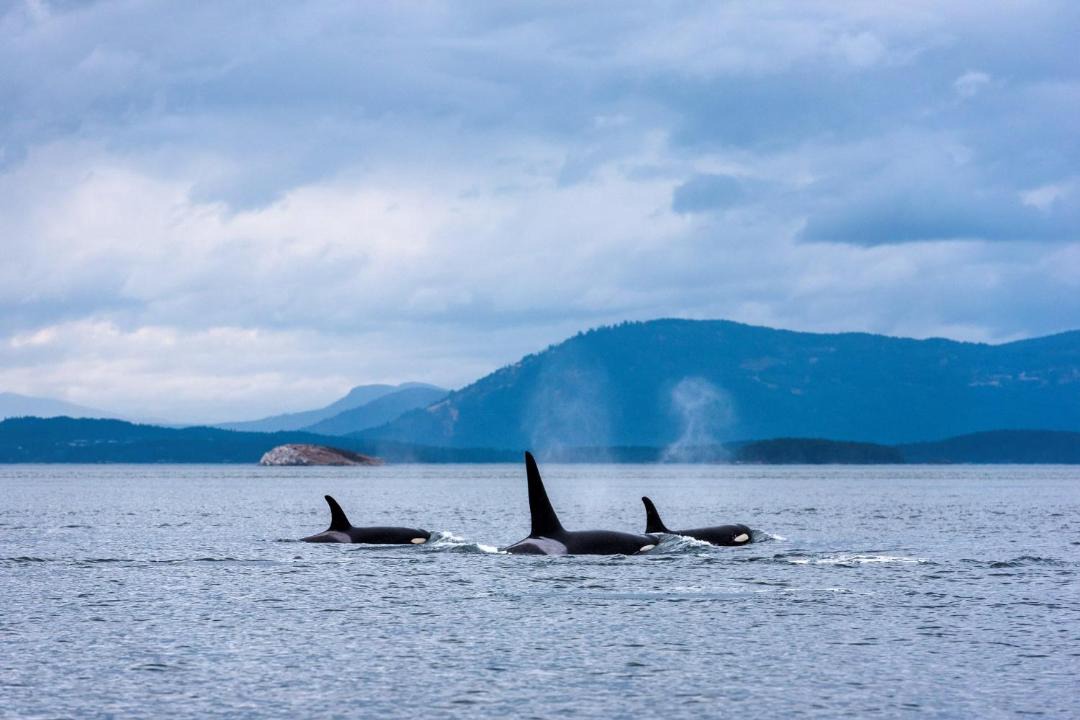 Photo of Others in Victoria