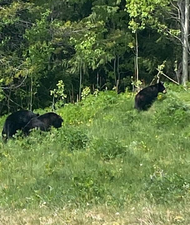Photo of Others in Blackcomb