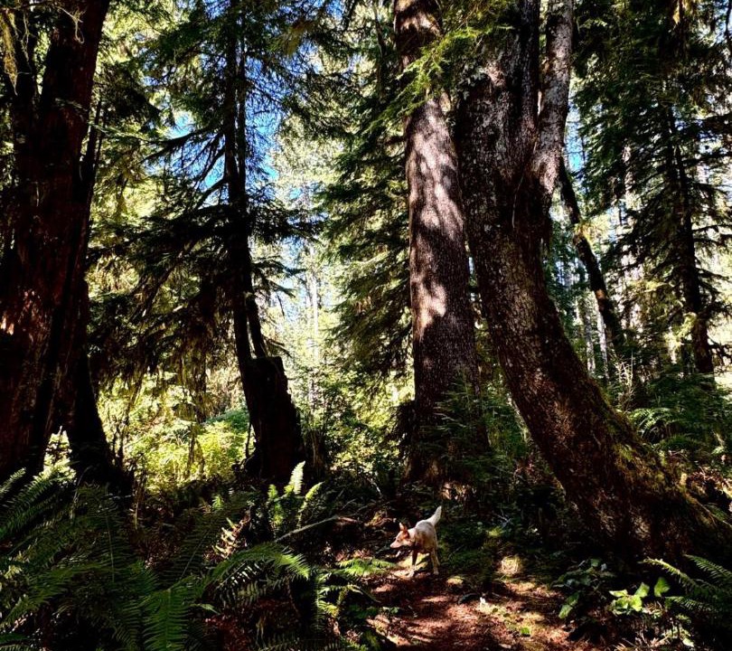Photo of Others in Tahsis
