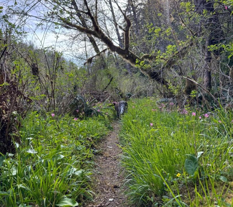 Photo of Outdoor in Tahsis