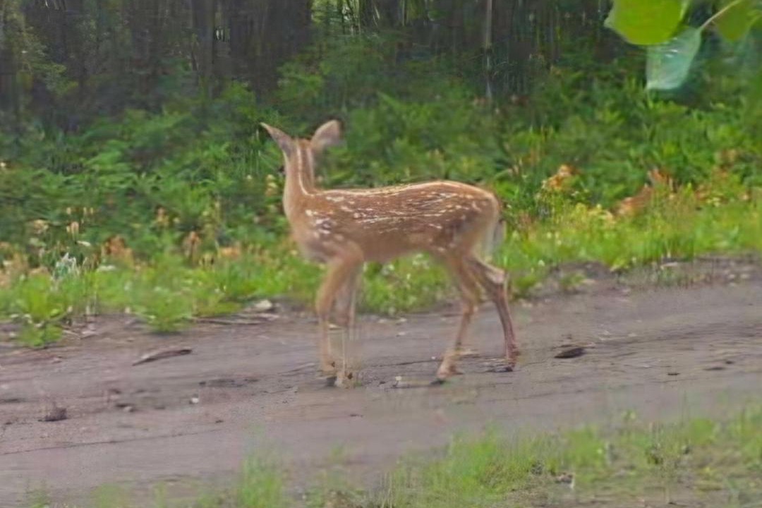 Photo of Others in Northern Alberta