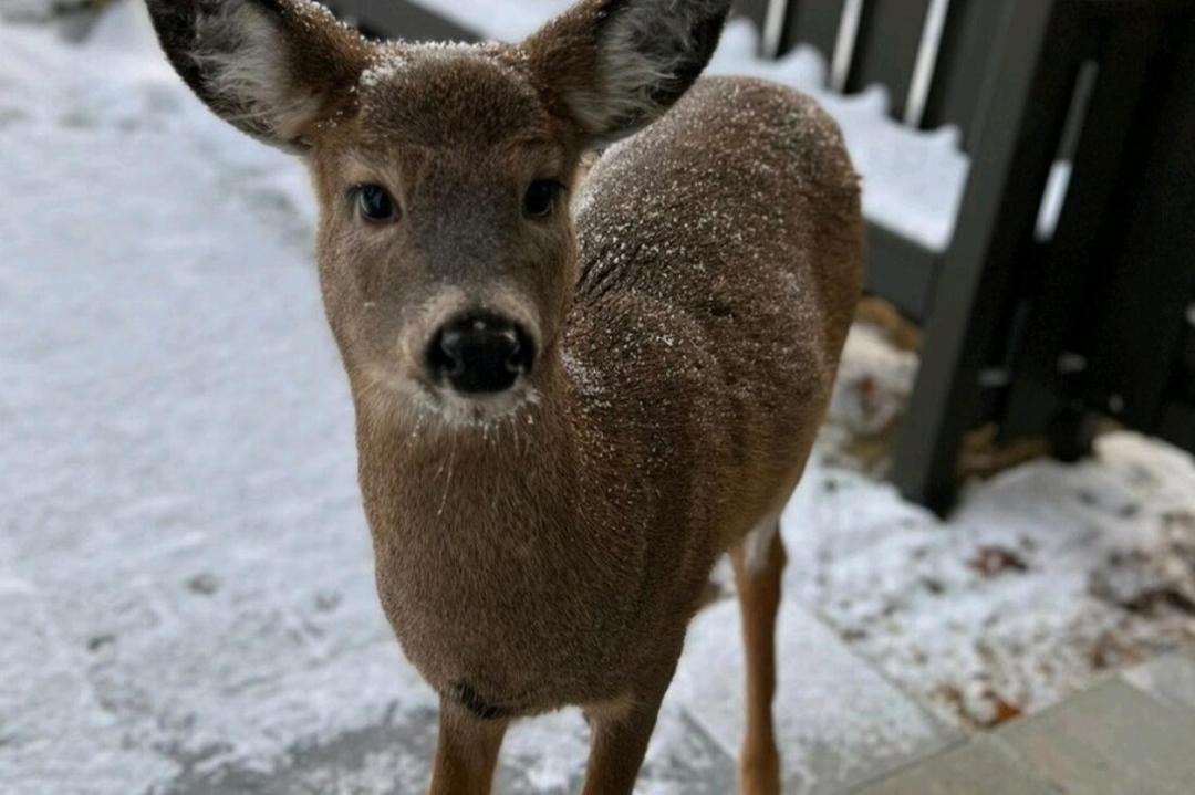 Photo of Others in Mont-Tremblant