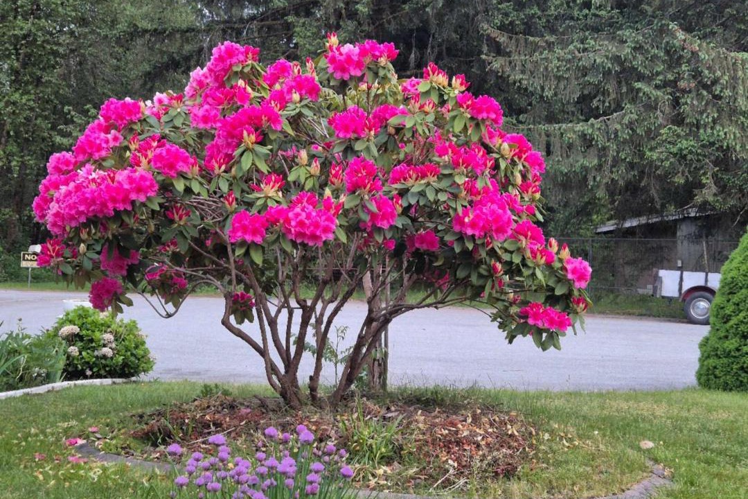 Photo of Others in Maple Ridge