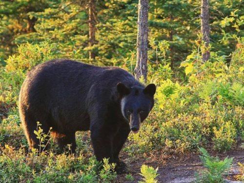 Photo of Others in Tadoussac