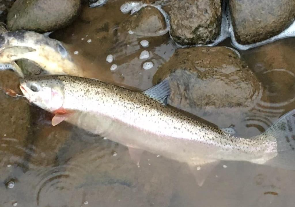 Photo of Others in Smithers