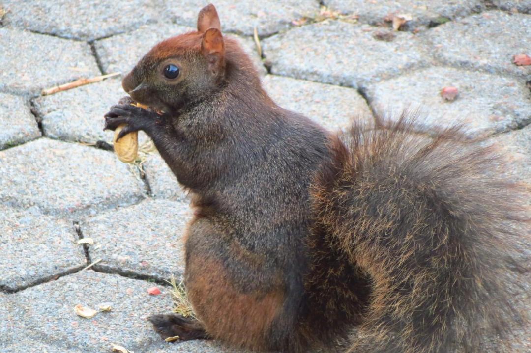 Photo of Others in Trois-Rivieres