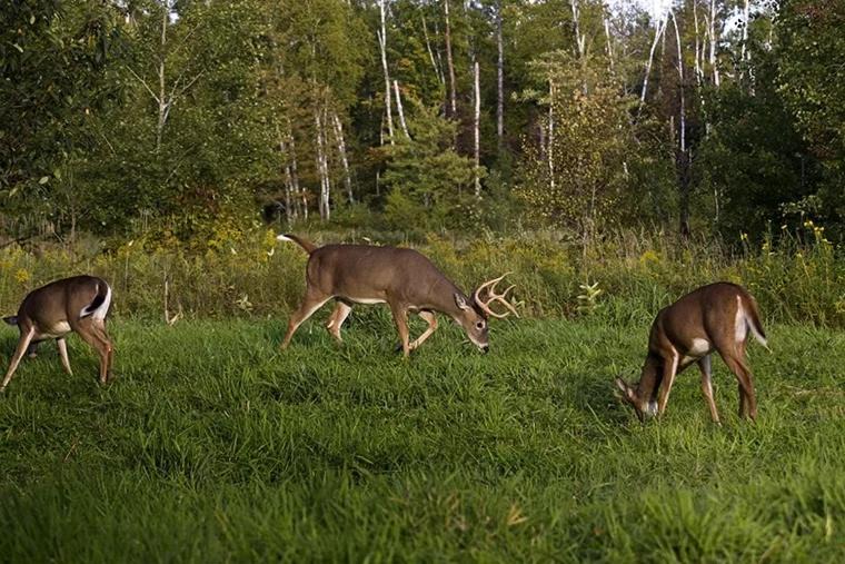 Photo of Others in Irondale