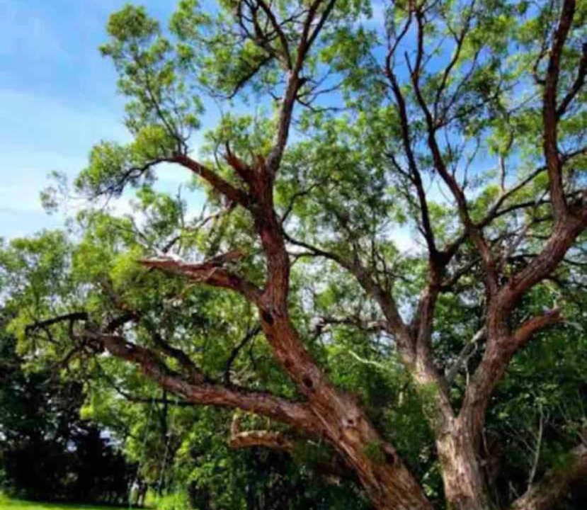 Photo of Outdoor in Lot 61