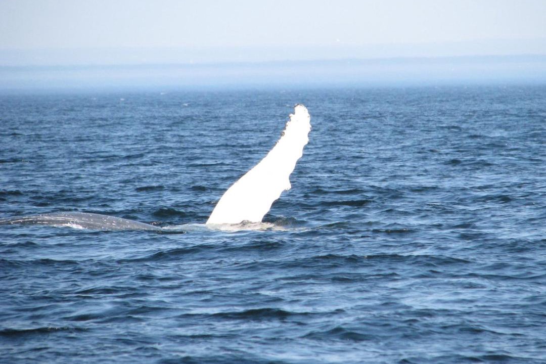 Photo of Others in Tadoussac