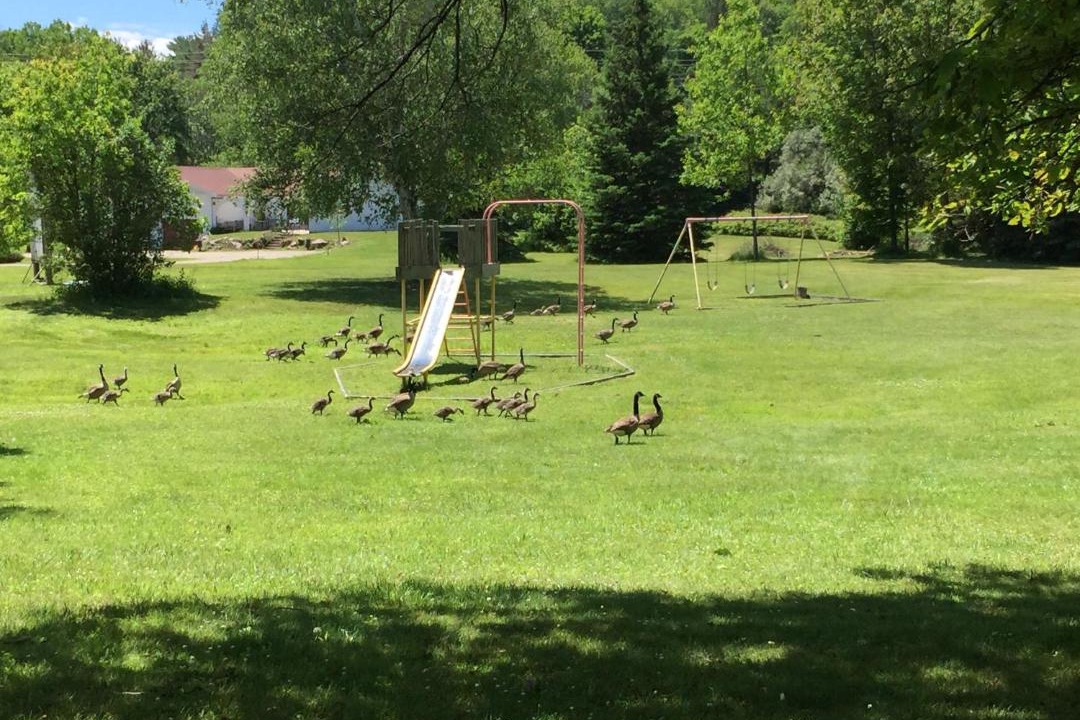 Photo of Others in Bancroft