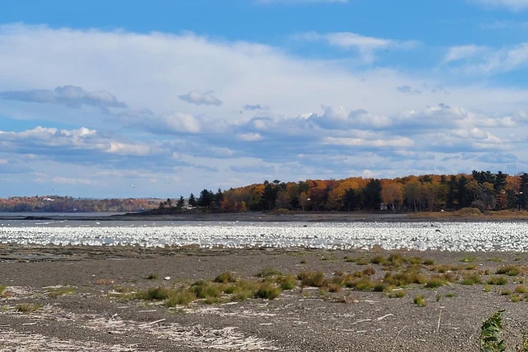 Photo of Others in Saint-Michel-de-Bellechasse