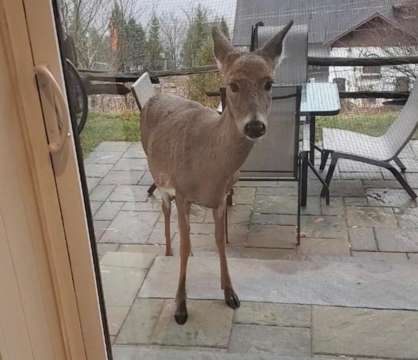 Photo of Others in Mont-Tremblant